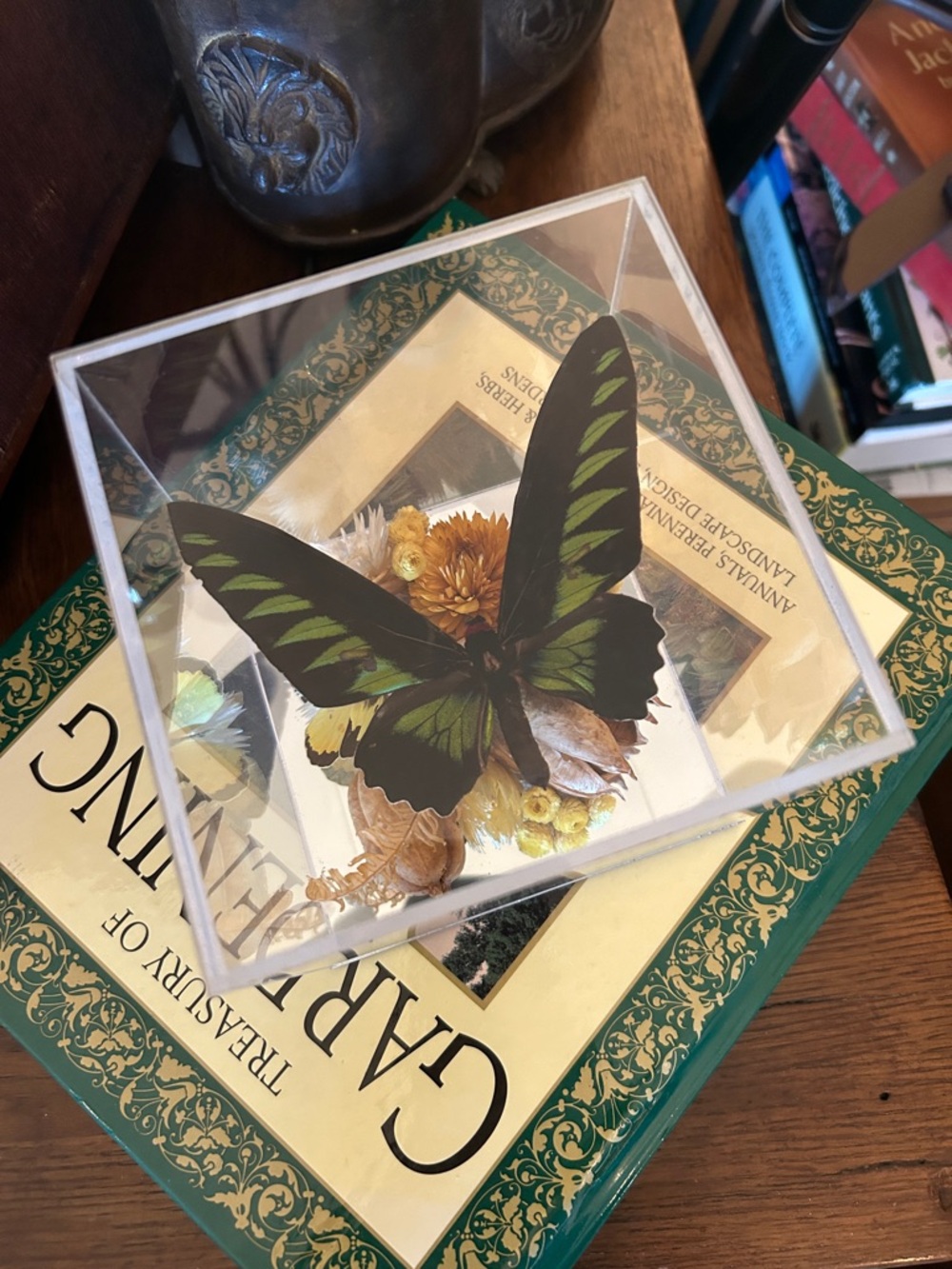 Vintage Preserved Butterfly Taxidermy Display with Dried Florals
